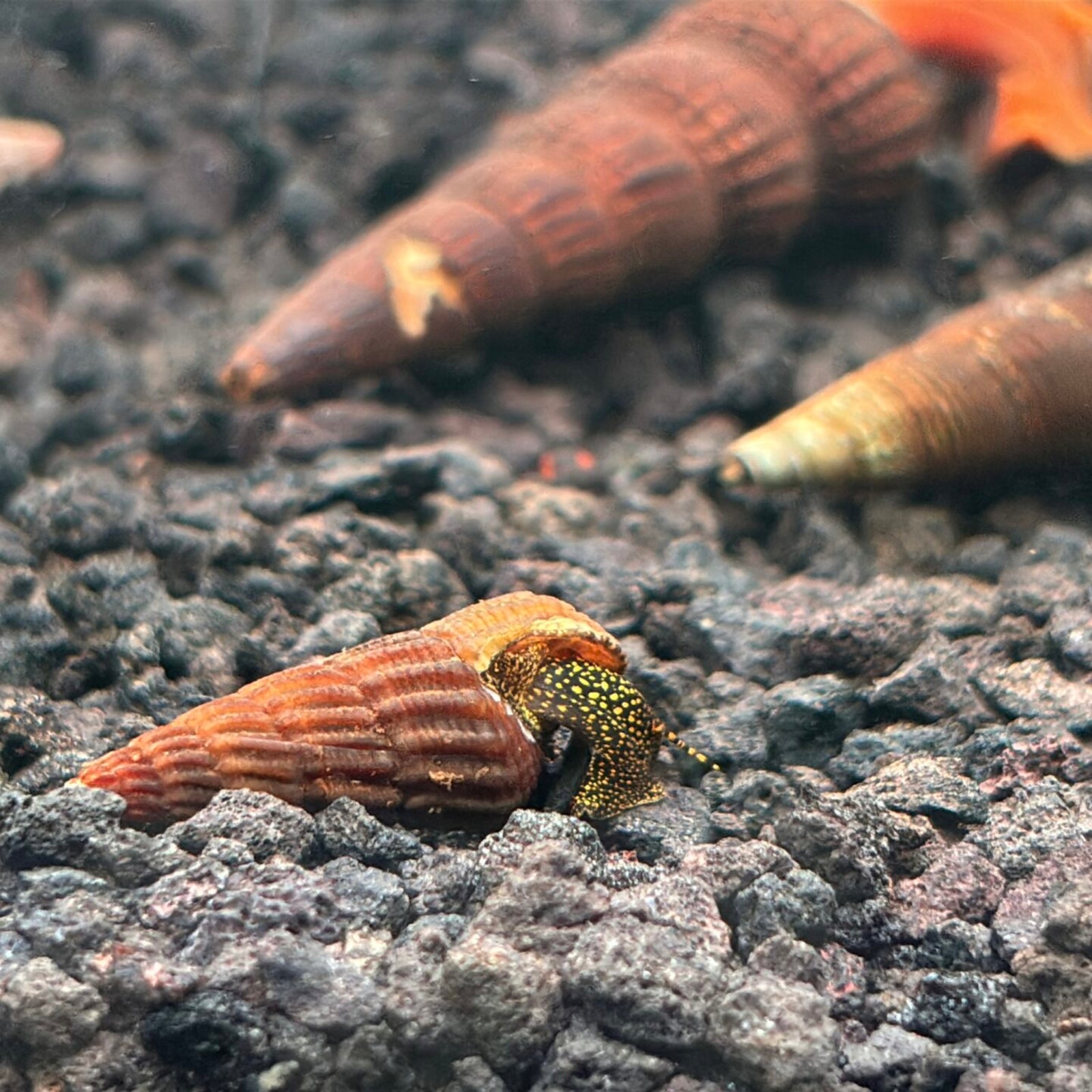 Mini Gold Spot Rabbit Snail in planted aquarium