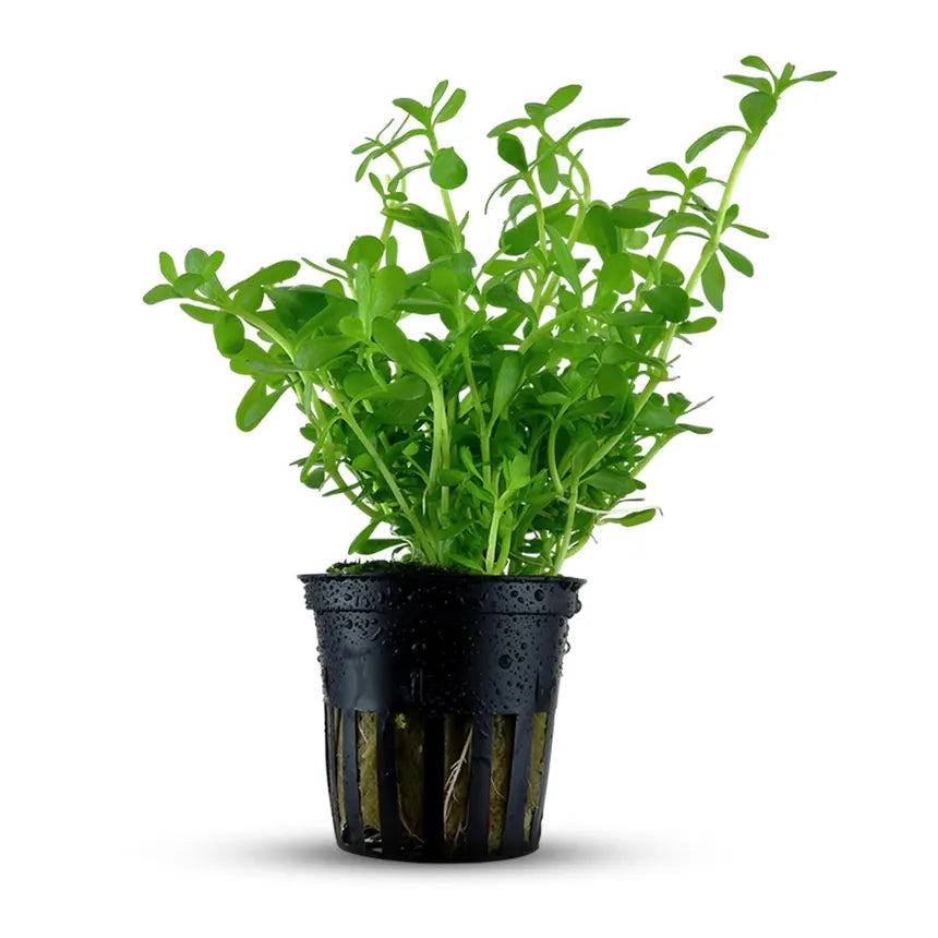 Moneywort in planted aquarium