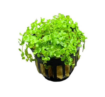 Monte Carlo in planted aquarium