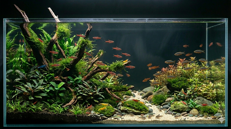 Peaceful nano tank with with and shrimp swimming.