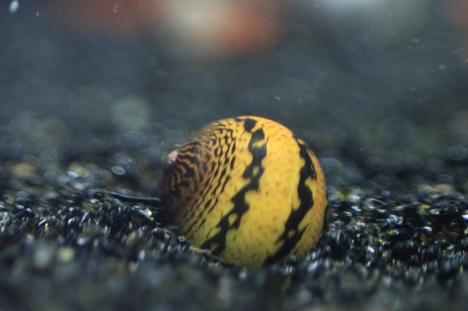 O-Ring Nerite Snail in planted aquarium