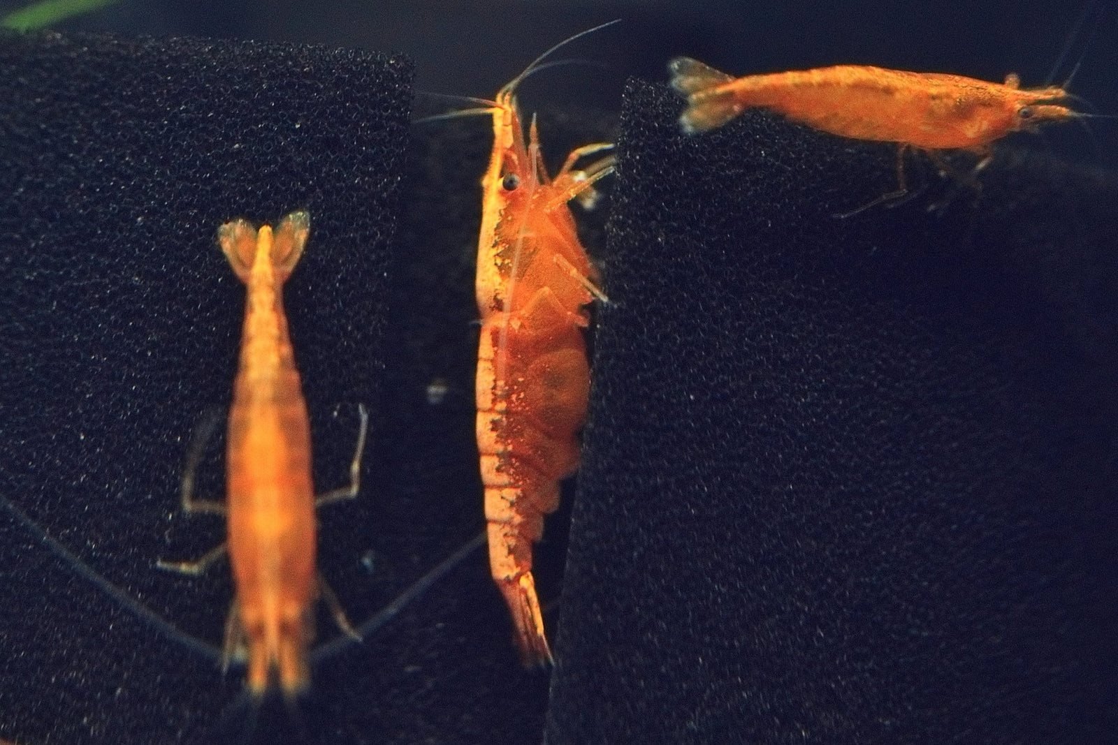 Orange Backline Shrimp in planted aquarium
