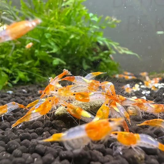 Orange Rili Shrimp