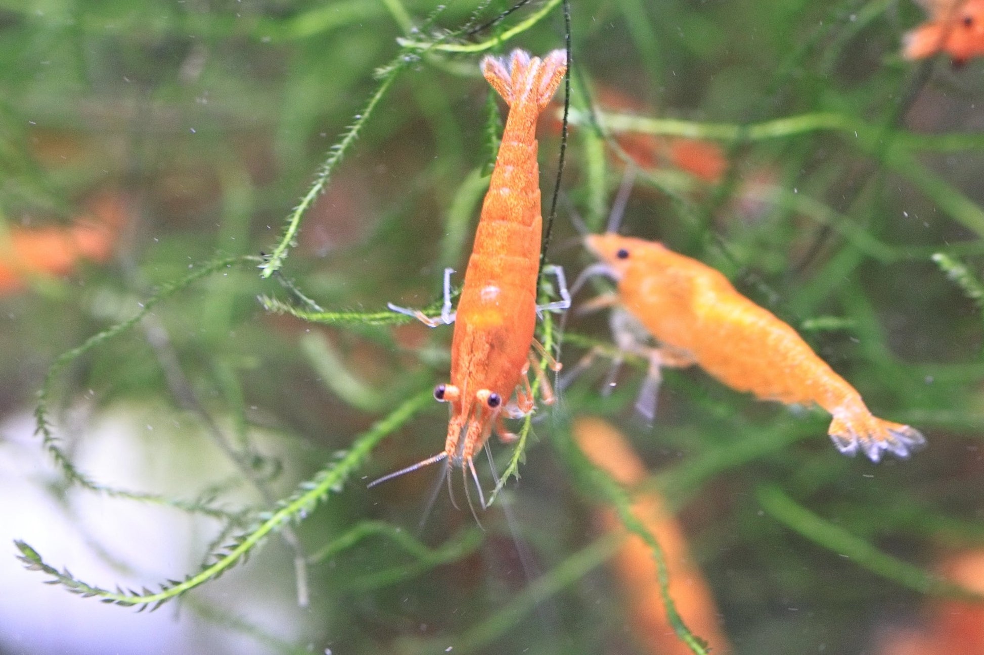 Orange Sunkist Neocaridina shrimp with bright orange coloration on aquarium plant