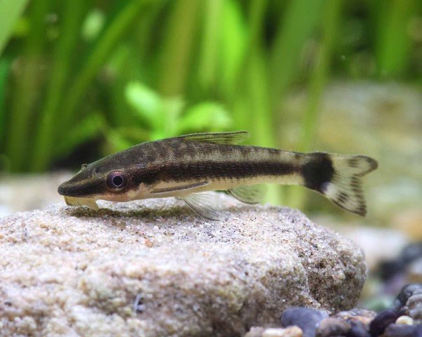 Otocinclus fish in planted aquarium sitting on rock
