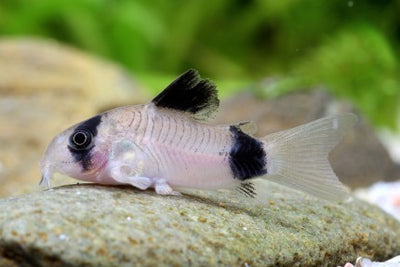 Panda Corydoras with black and white markings resting on aquarium substrate