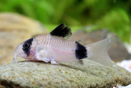 Panda Corydoras with black and white markings resting on aquarium substrate
