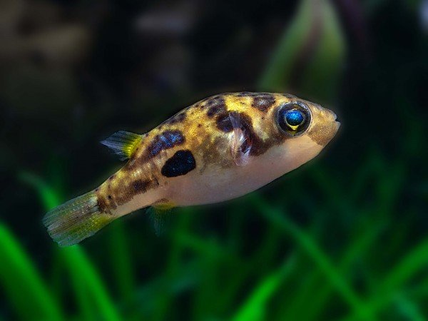 Pea Puffer in planted aquarium
