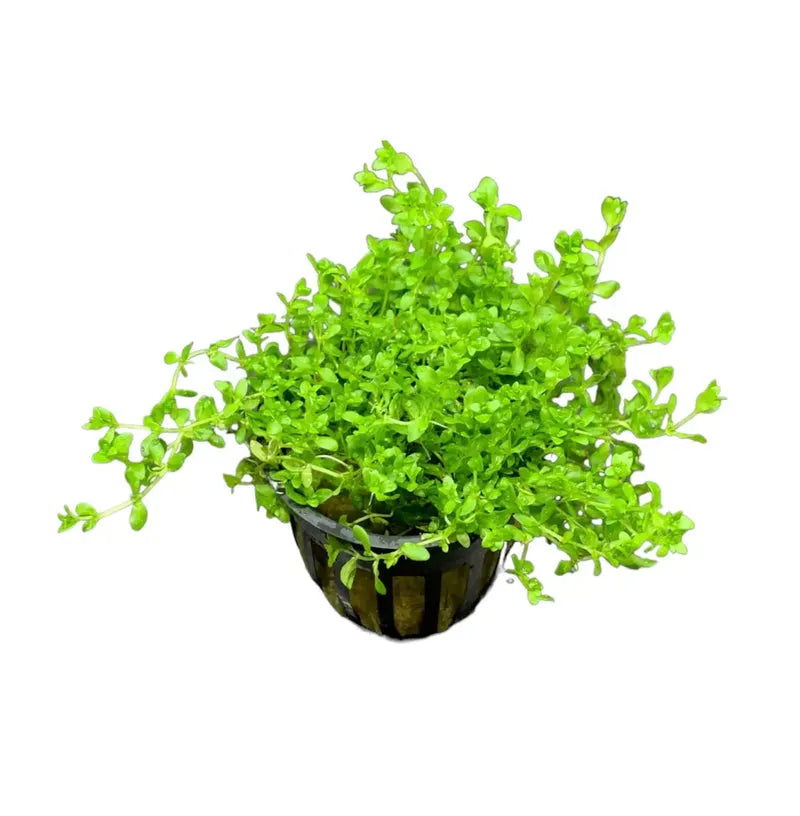 Pearl Weed in planted aquarium