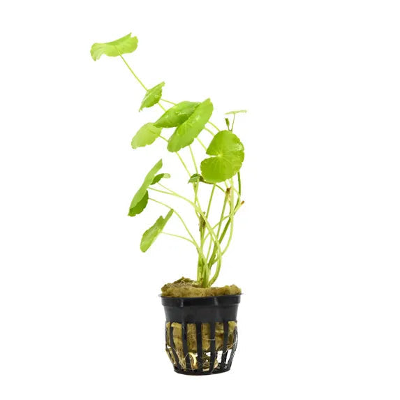 Brazilian Pennywort in planted aquarium