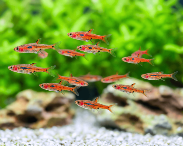 Phoenix Rasbora