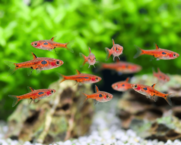 Phoenix Rasbora