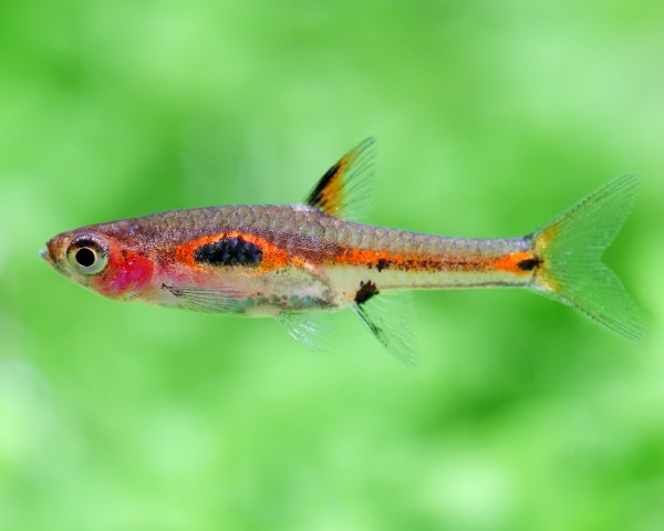 Phoenix Rasbora in planted aquarium