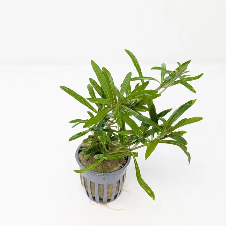 Pogostemon Stellatus (Narrow-Leaf) in planted aquarium