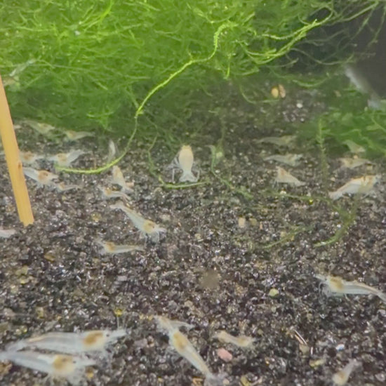 Snowball Neocaridina shrimp with pure white coloration on aquarium plant
