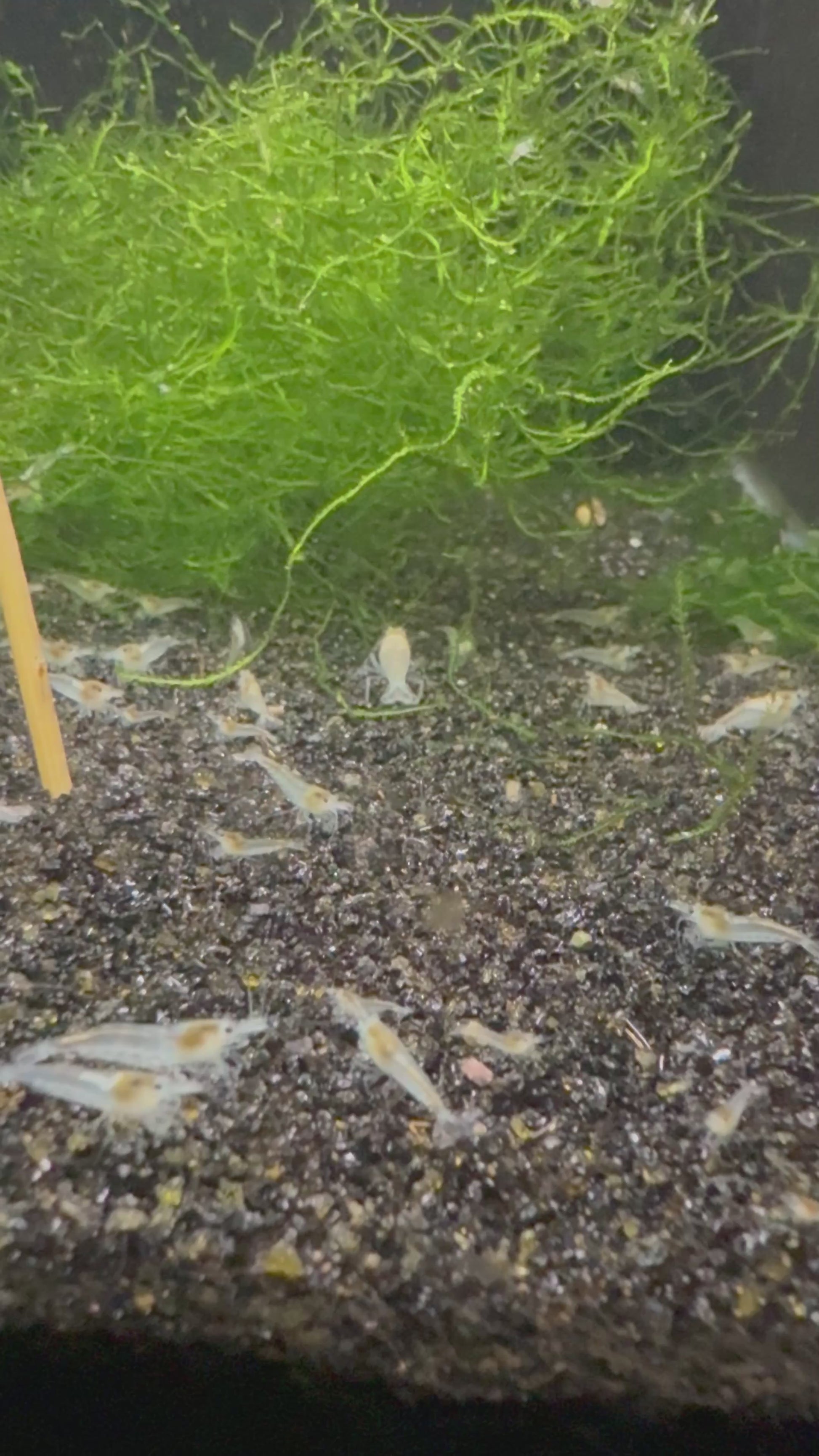 Snowball Neocaridina shrimp with pure white coloration on aquarium plant