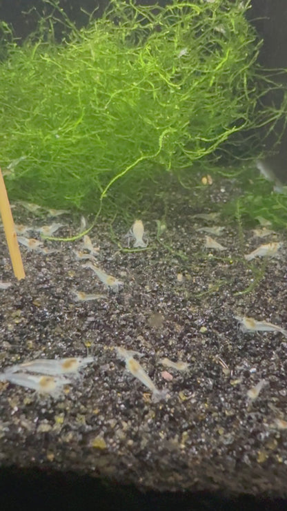 Snowball Neocaridina shrimp with pure white coloration on aquarium plant
