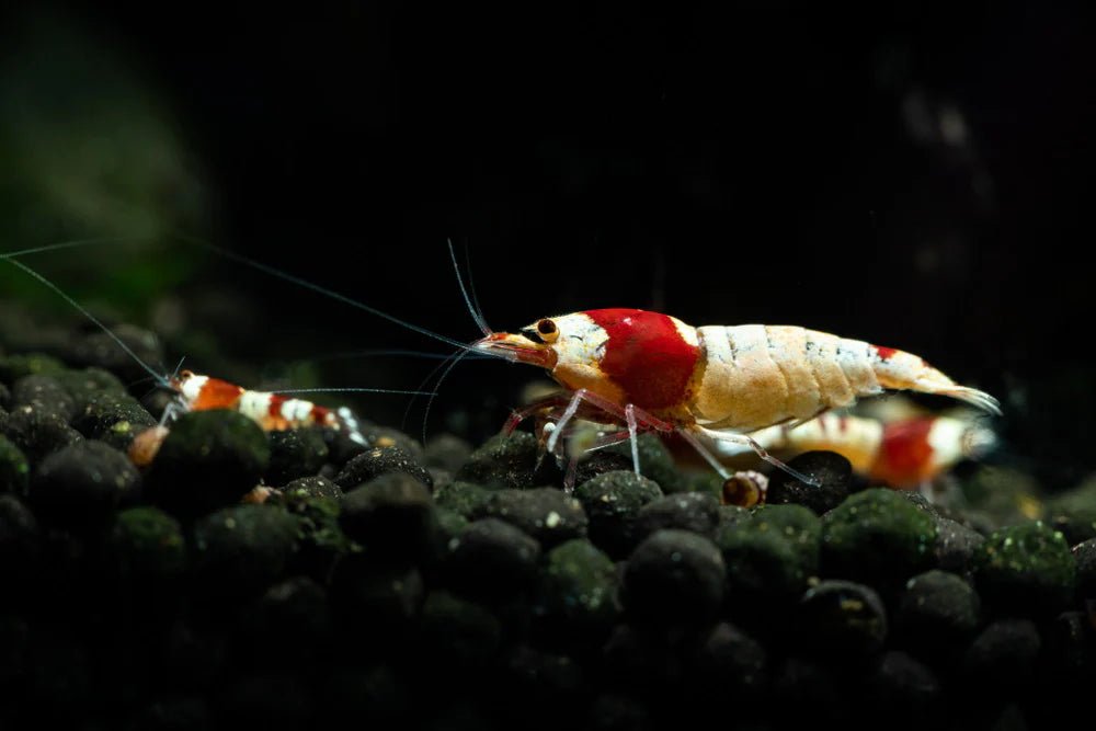 Pure Red Line Shrimp in planted aquarium