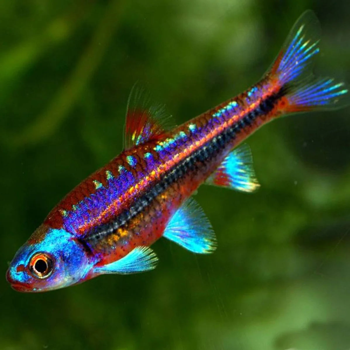 Rainbow shiner swimming in a planted aquarium