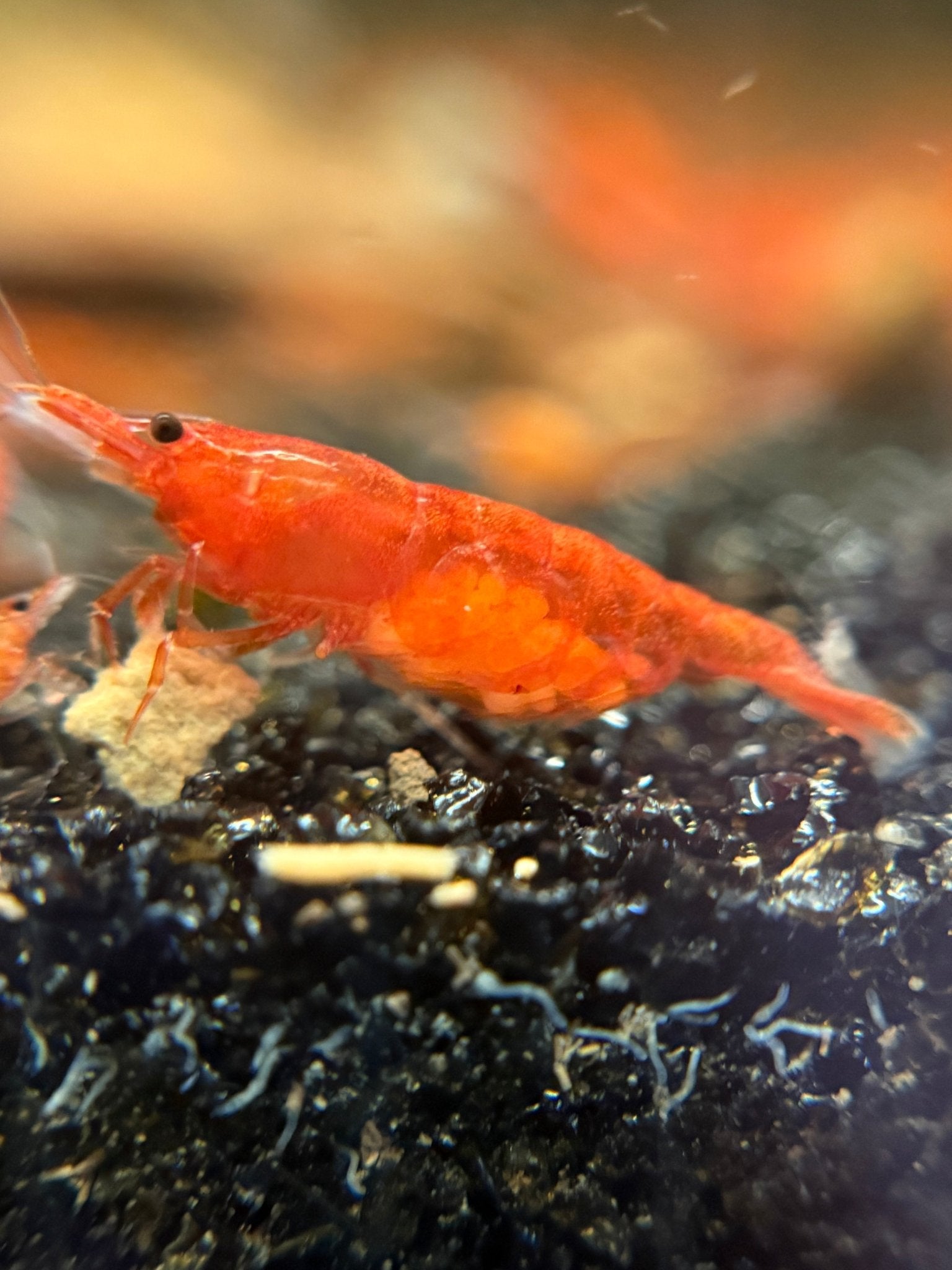 Red Cherry Shrimp in planted aquarium