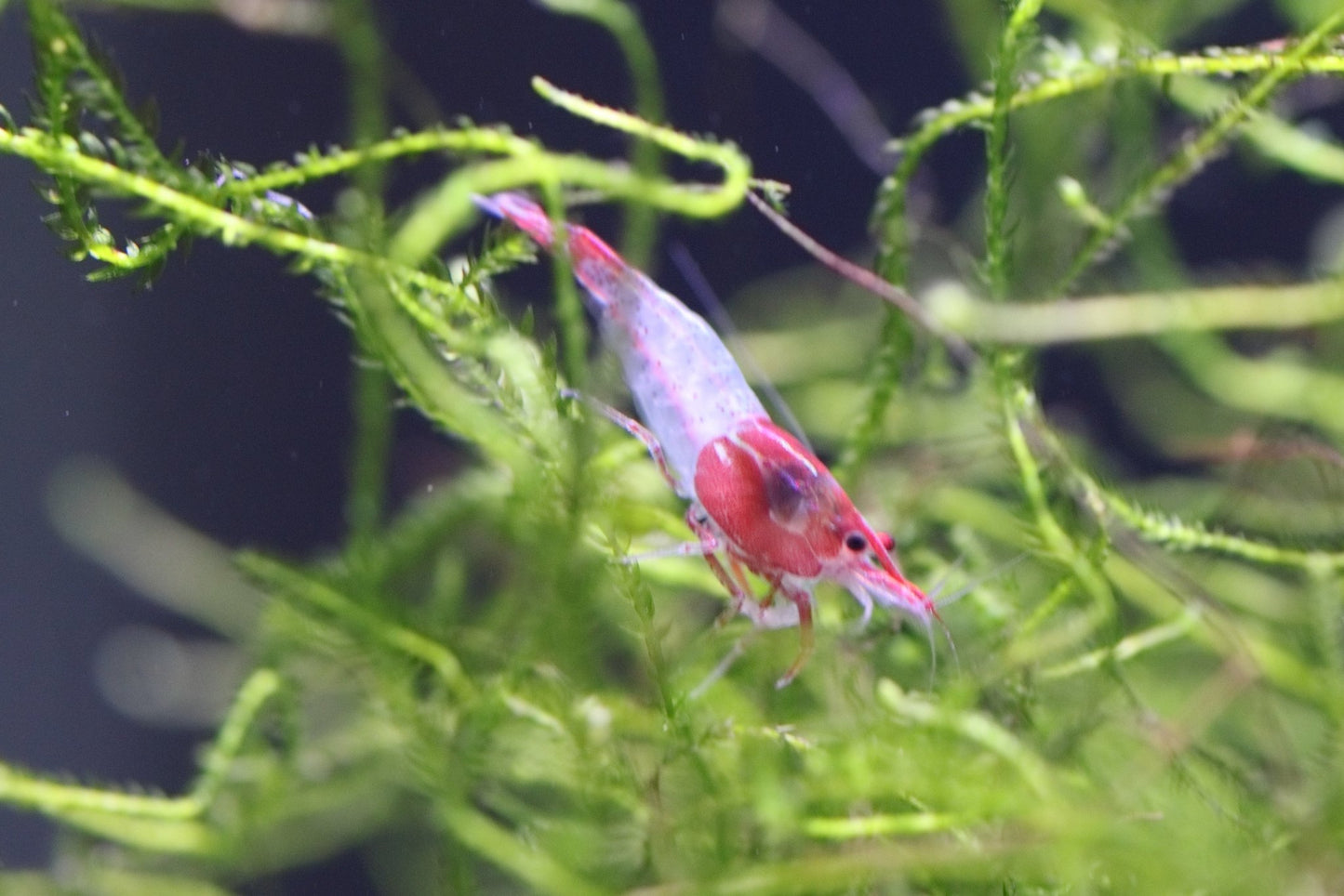Red Rili Neocaridina shrimp with red-and-clear rili pattern on aquarium plant