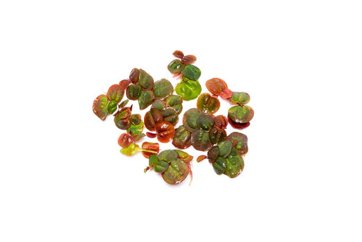 Red Root Floaters in planted aquarium