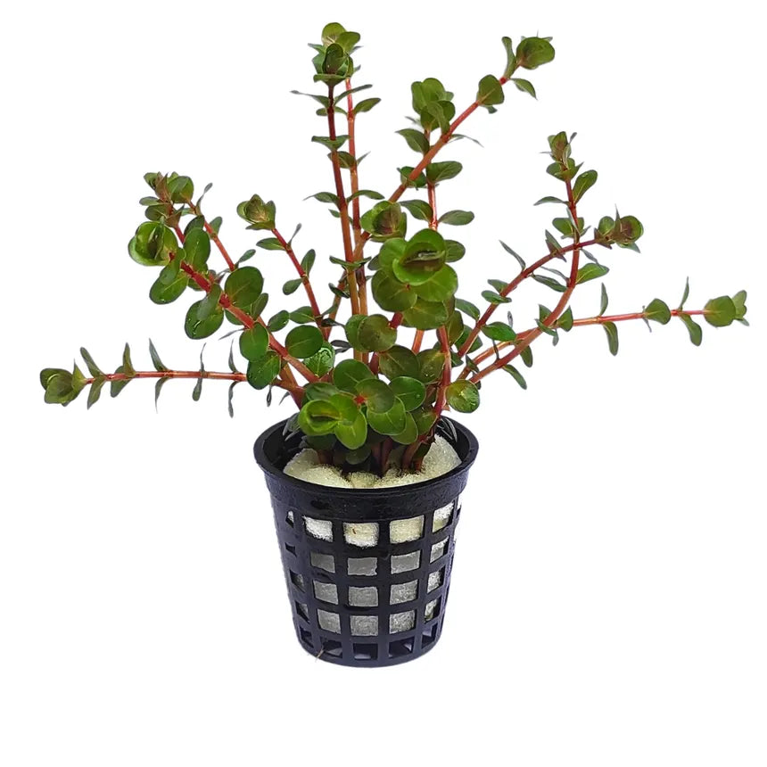 Rotala Red in planted aquarium