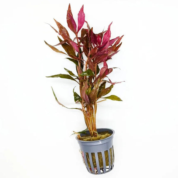 Scarlet Temple (Alternanthera Reineckii)