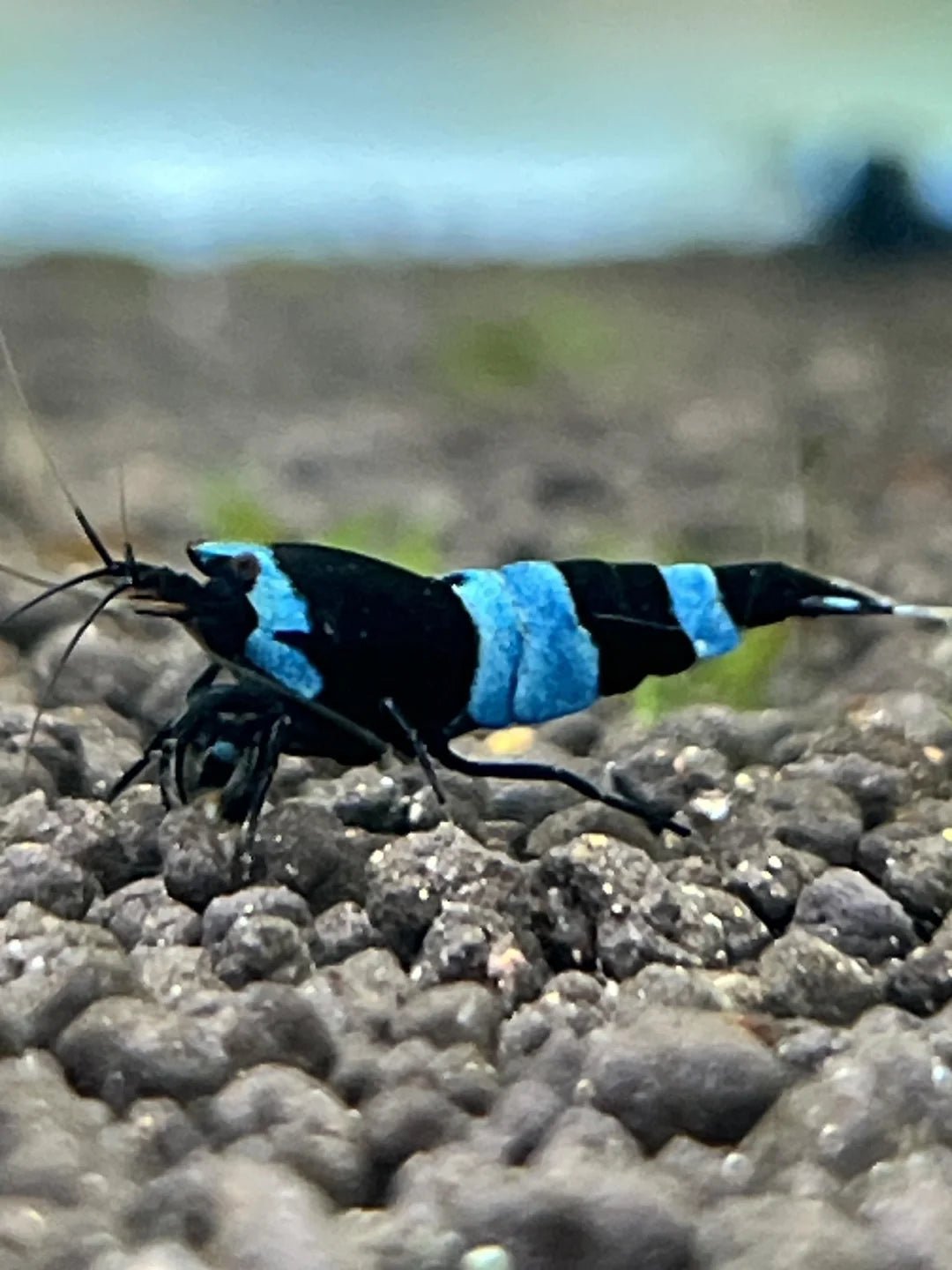Shadow Panda Shrimp in planted aquarium