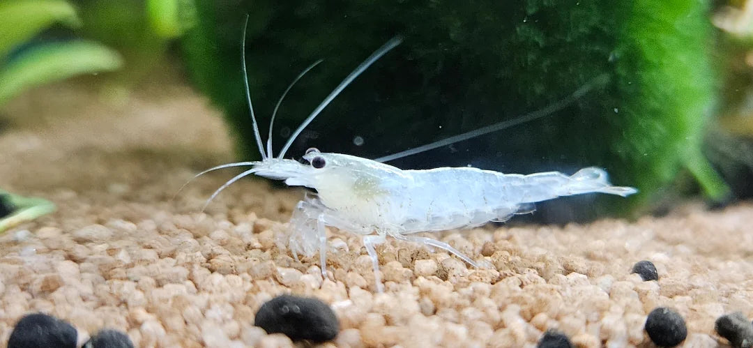Snow White Amano shrimp with translucent white body in a planted aquarium