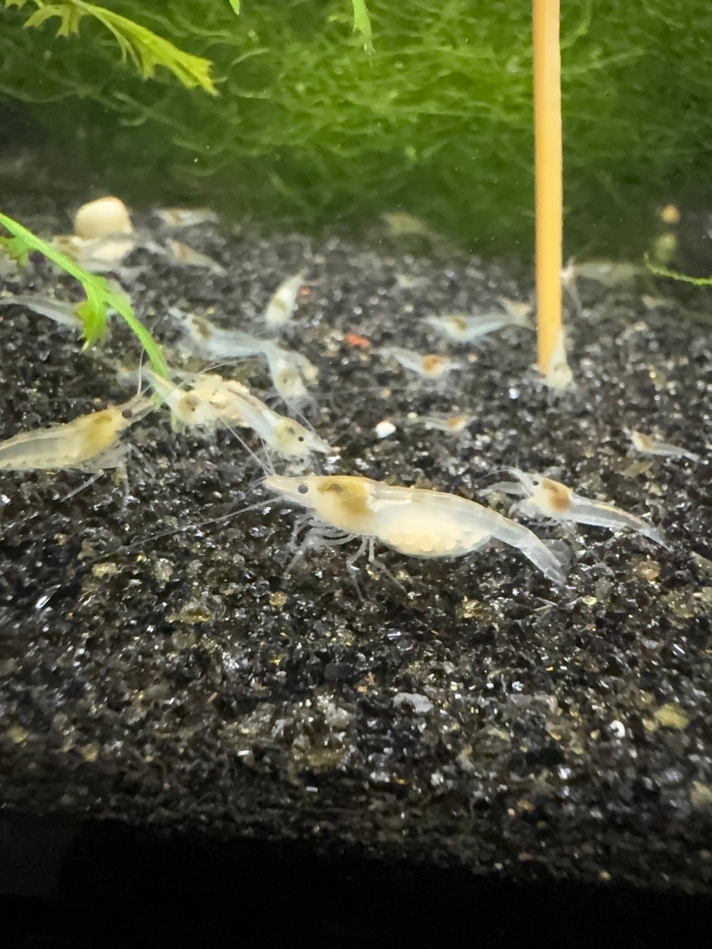 Snowball Neocaridina shrimp with pure white coloration on aquarium plant