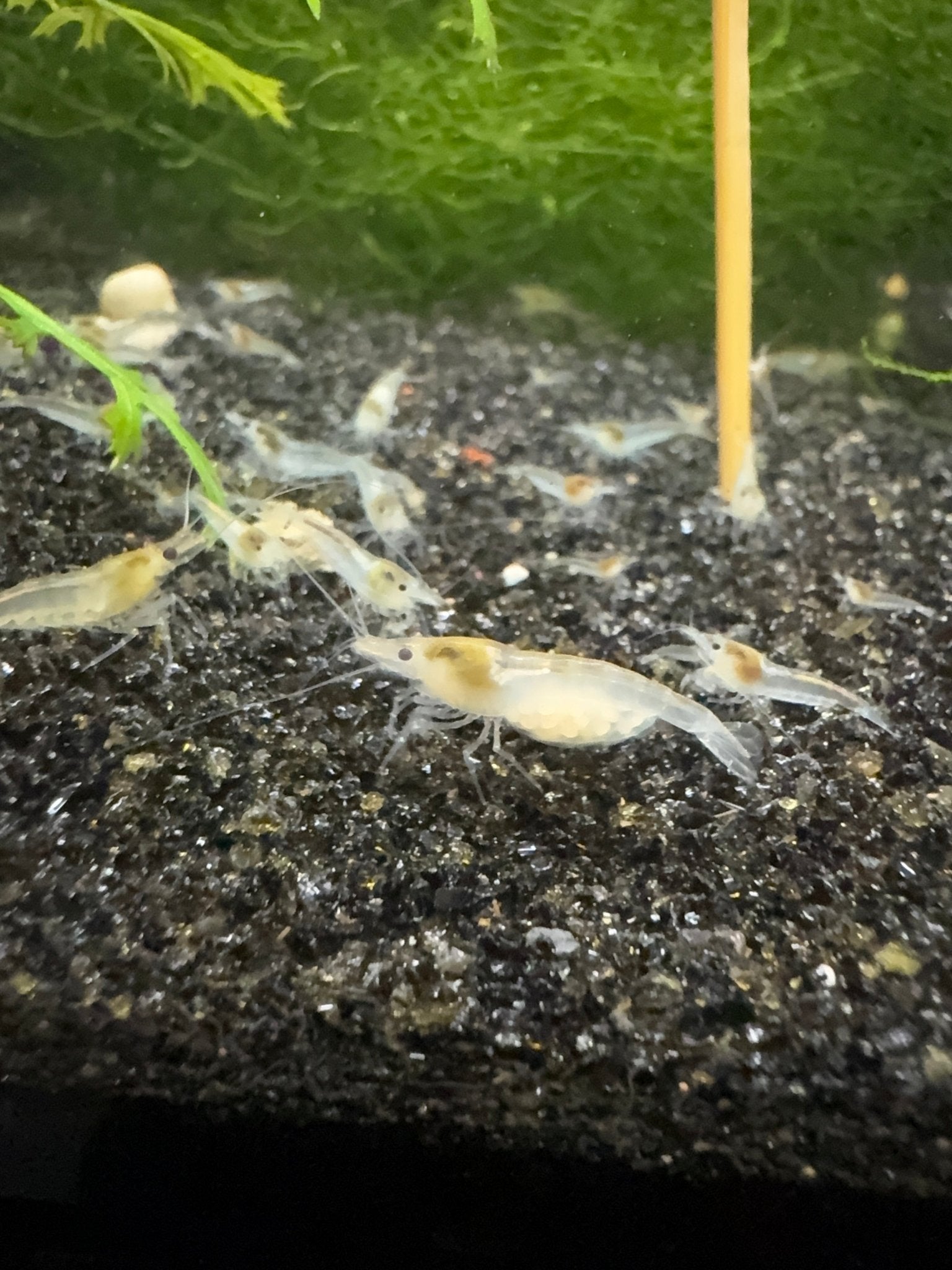 Snowball Neocaridina shrimp with pure white coloration on aquarium plant