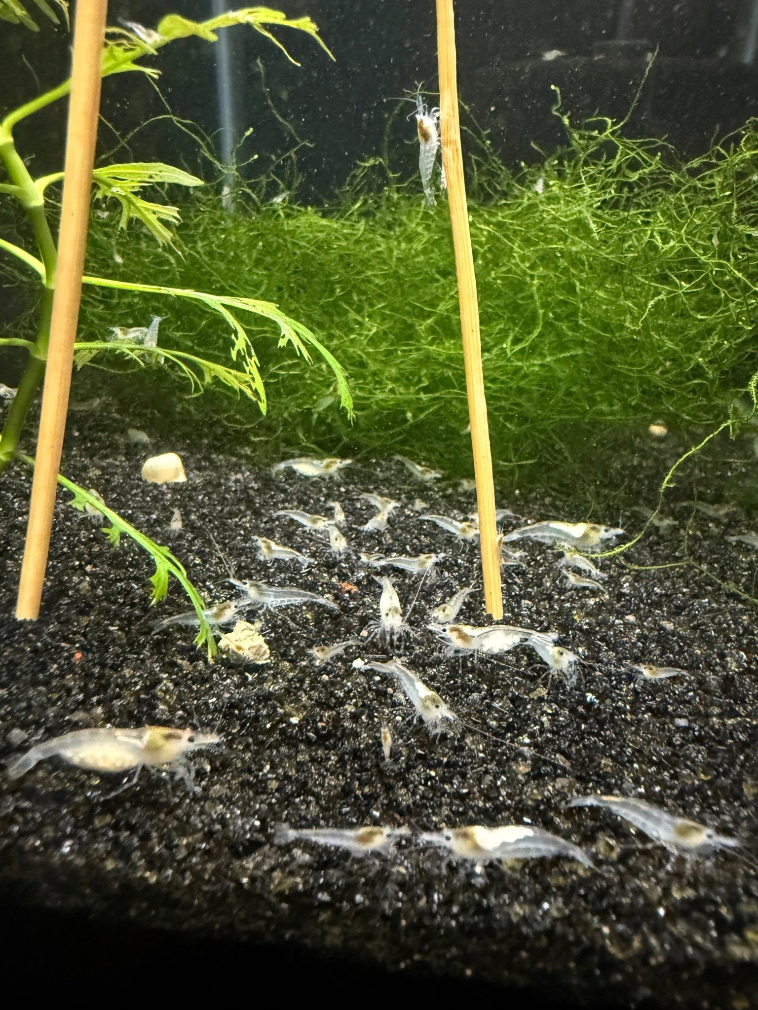 Snowball Neocaridina shrimp with pure white coloration on aquarium plant
