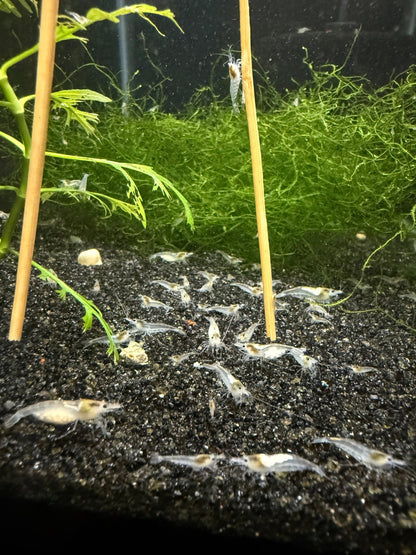 Snowball Neocaridina shrimp with pure white coloration on aquarium plant