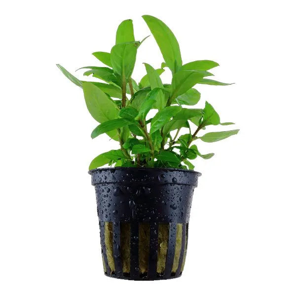 Staurogyne Repens in planted aquarium