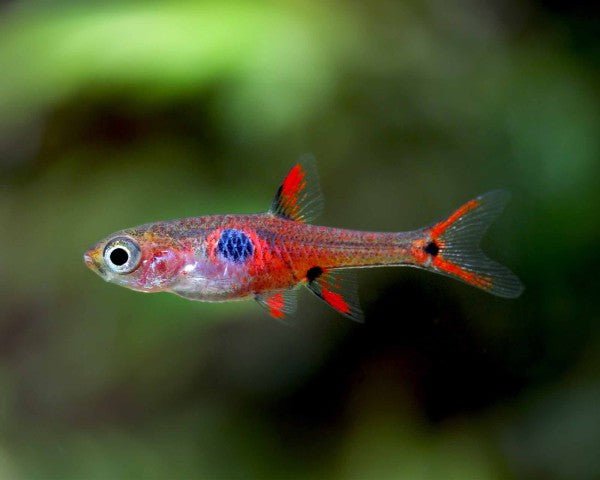 Strawberry Rasbora in planted aquarium