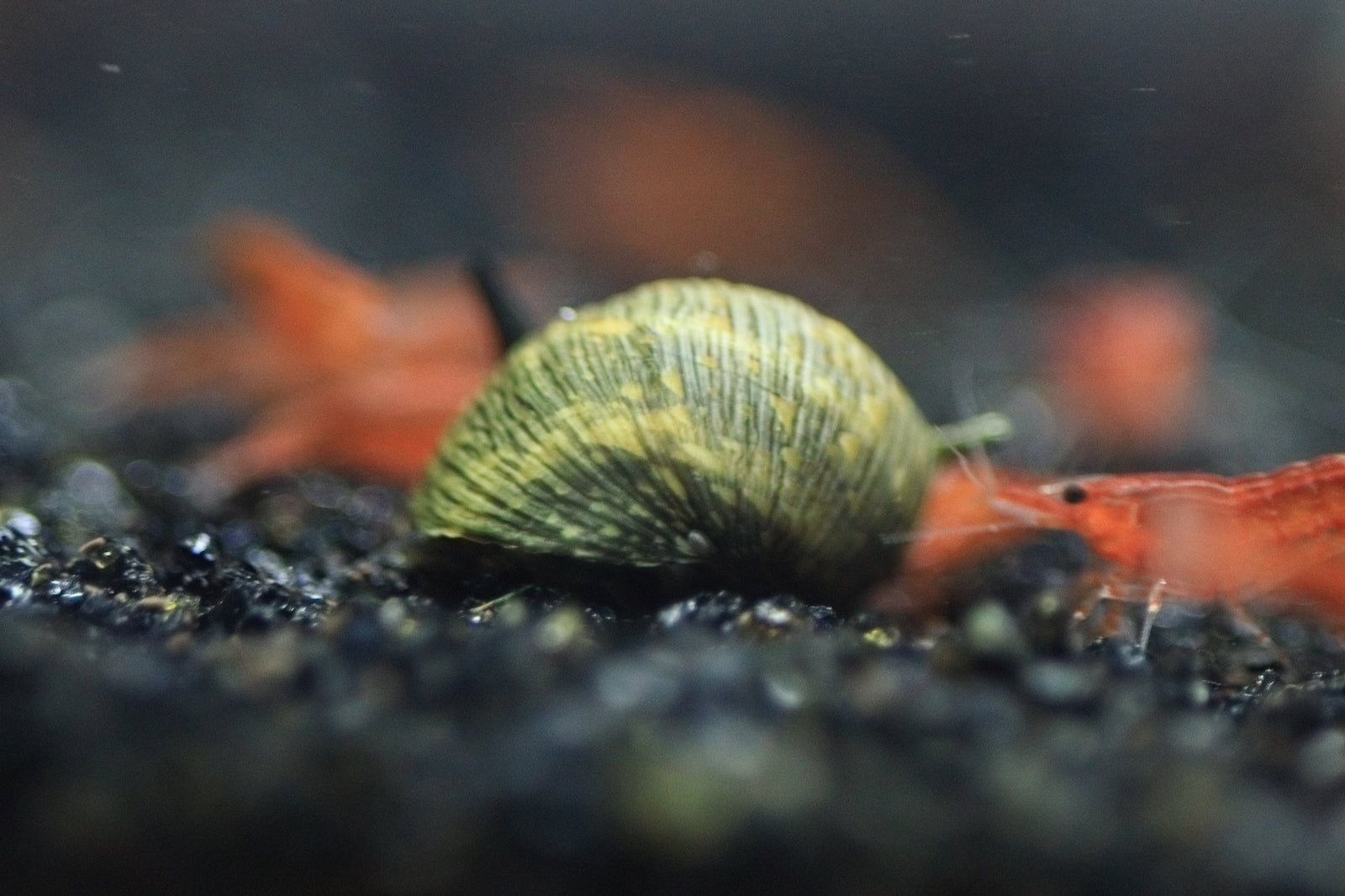 Sun Horn Nerite Snail in planted aquarium