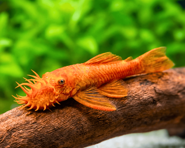 Super Red Bristlenose Pleco