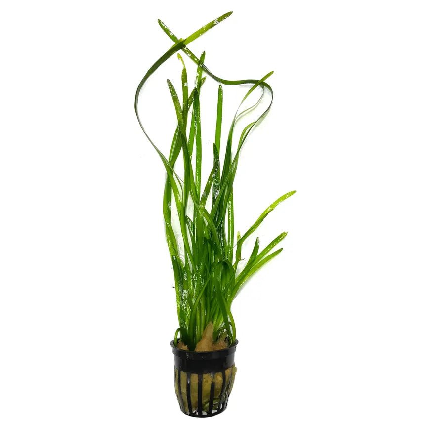 Vallisneria with green leaves in a planted aquarium background