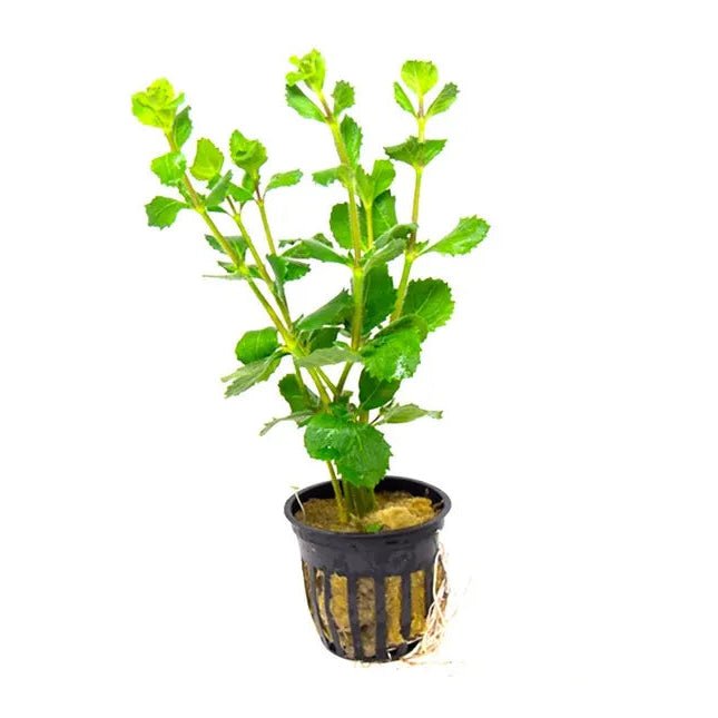 Water Wisteria in planted aquarium