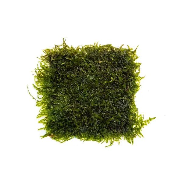 Weeping Moss Mat in planted aquarium
