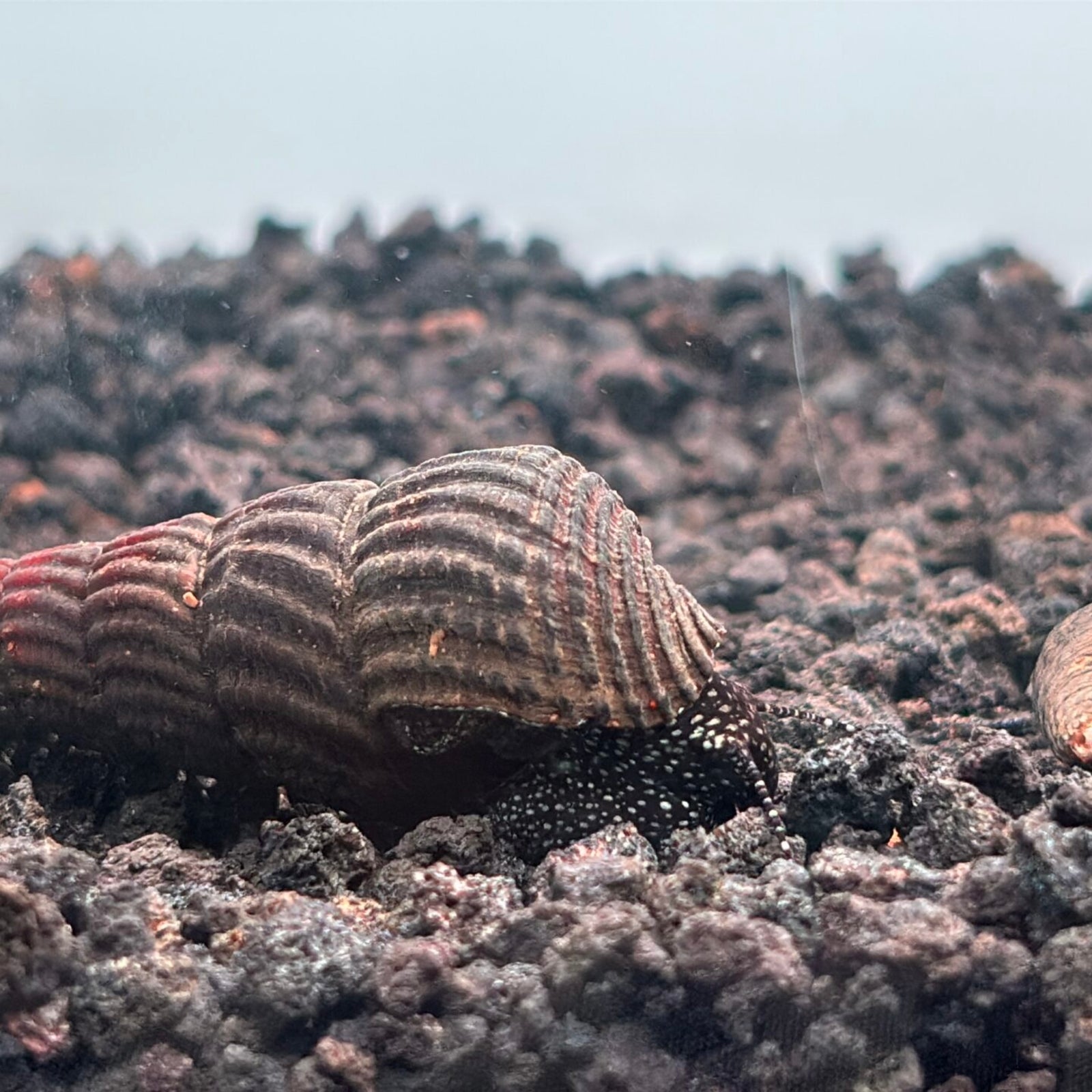 White Spot Rabbit Snail in planted aquarium