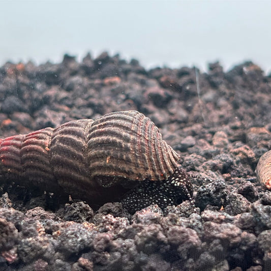 White spot rabbit snail with white and black body and a dark shell on aquarium substrate 