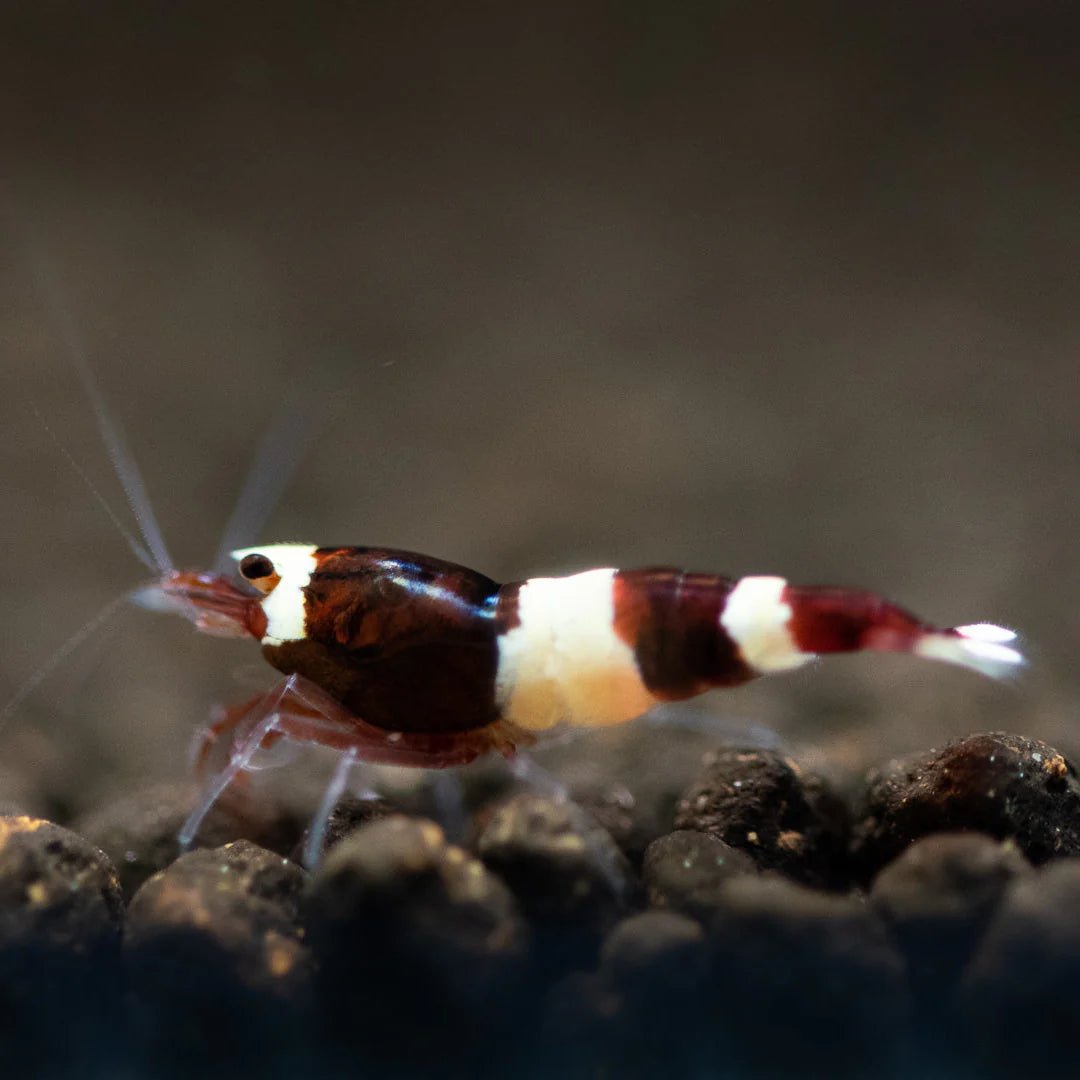 Wine Red Shrimp in planted aquarium
