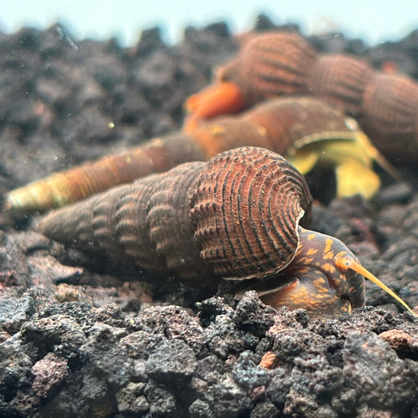 Yellow Flake Rabbit Snail with yellow and black flake body and dark shell on aquarium substrate 