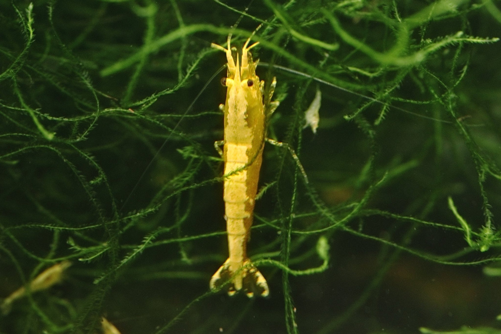 Yellow Goldenback Shrimp in planted aquarium
