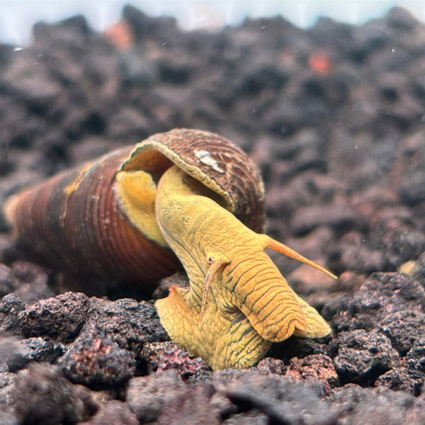 Yellow Rabbit Snail