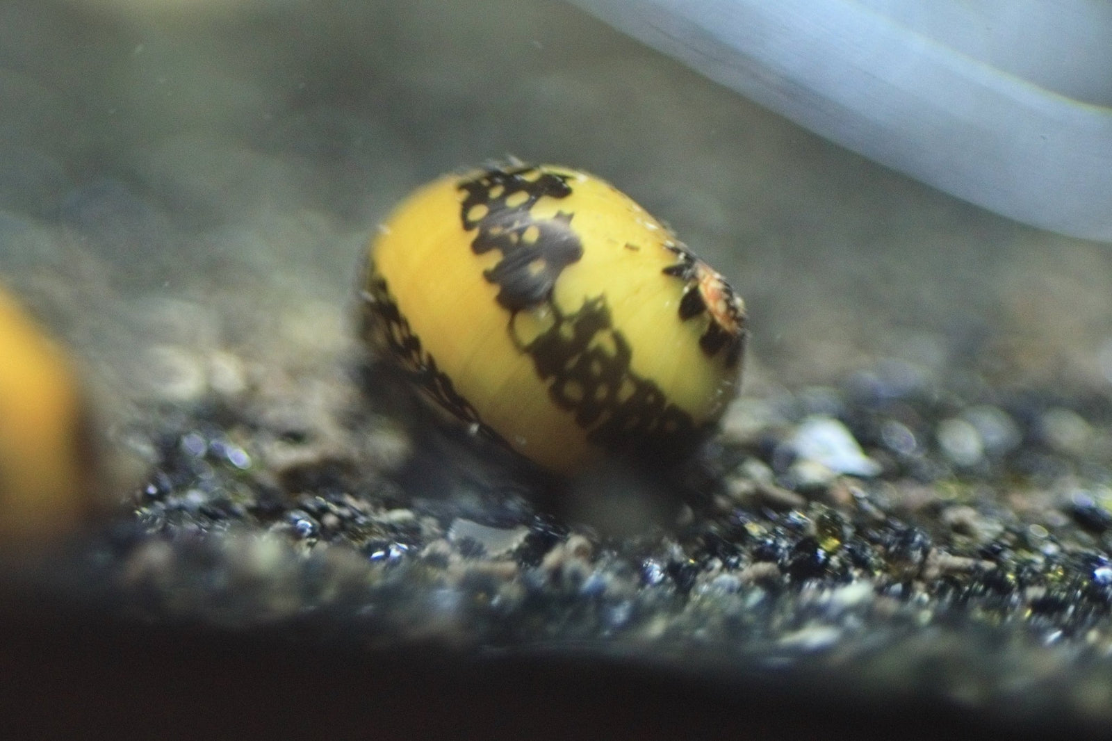 Yellow Racer Nerite Snail in planted aquarium