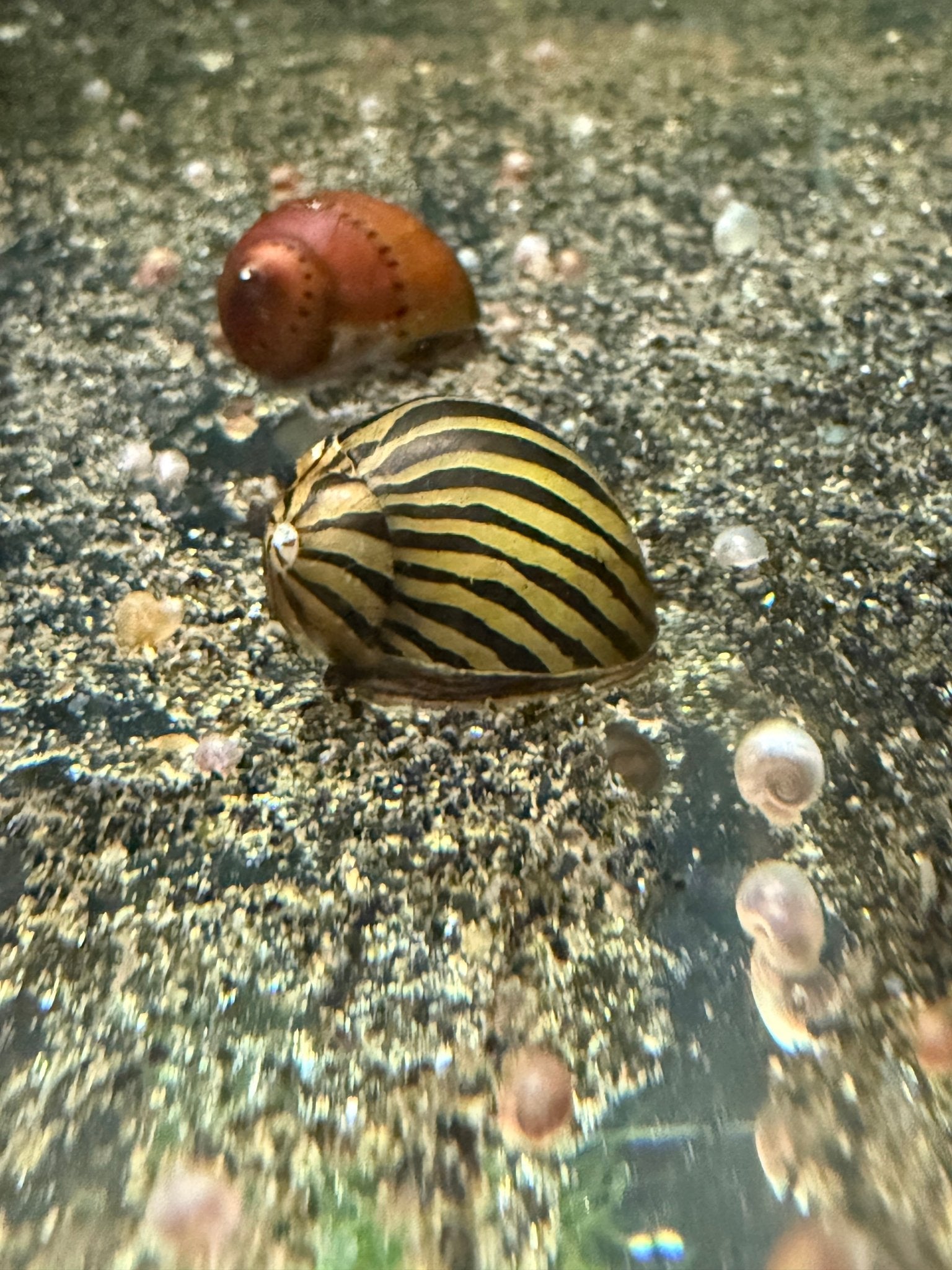 Zebra Nerite Snail in planted aquarium