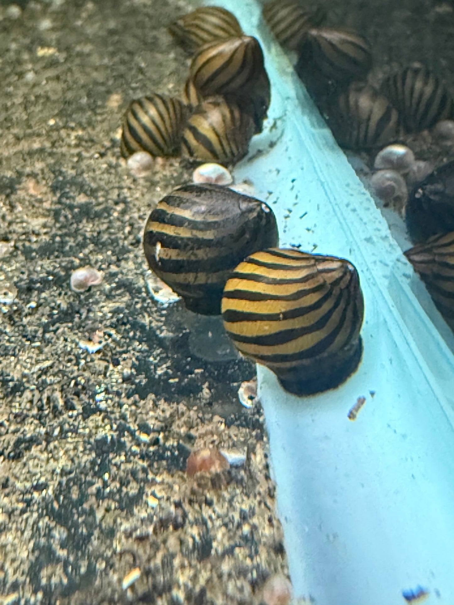Zebra Nerite Snail with black and gold striped shell in aquarium